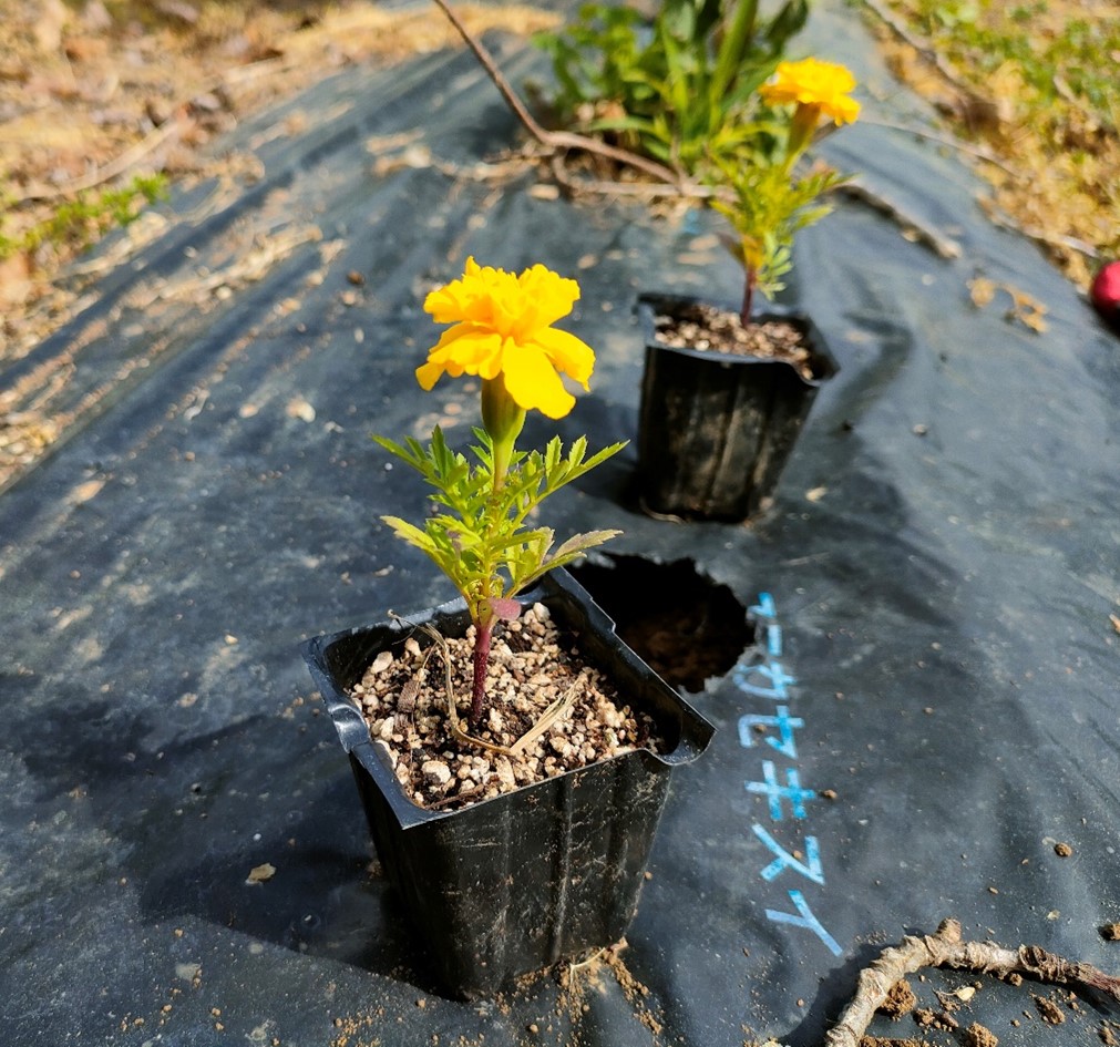 【農場だより】農薬を使わない、優しい"虫対策"