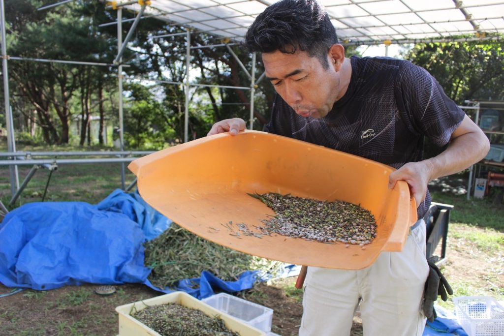 【農場だより】昔ながらの「ハトムギ」収穫