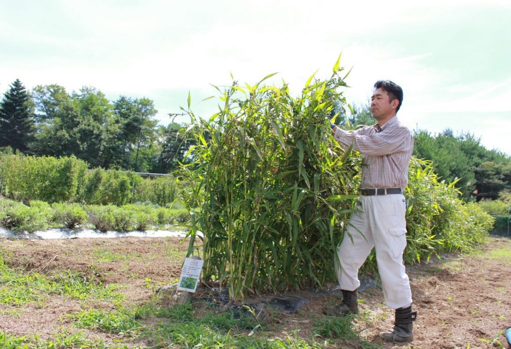 【農場だより】昔ながらの「ハトムギ」収穫