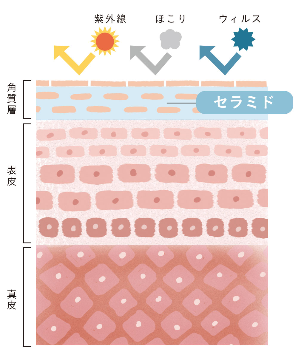 cacコラム_セラミド