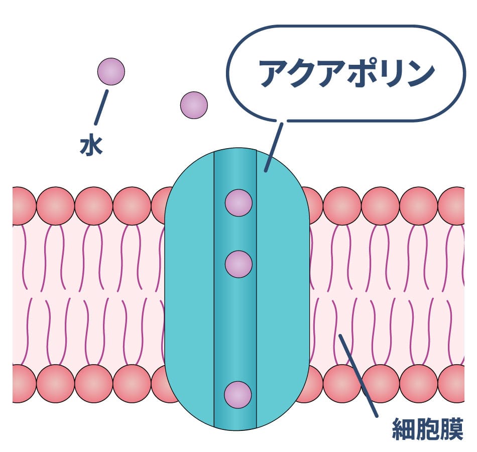 アクアポリン